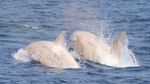 Menakjubkan! Penampakan Paus Pembunuh Albino Langka di Jepang