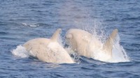 Sekelompok turis di Jepang sungguh beruntung. Mereka berhasil melihat mamalia yang sangat langka, yaitu paus pembunuh albino. Warnanya putih! (dok. Gojiraiwa Kanko Whale Watching)