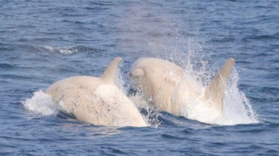Menakjubkan! Penampakan Paus Pembunuh Albino Langka di Jepang