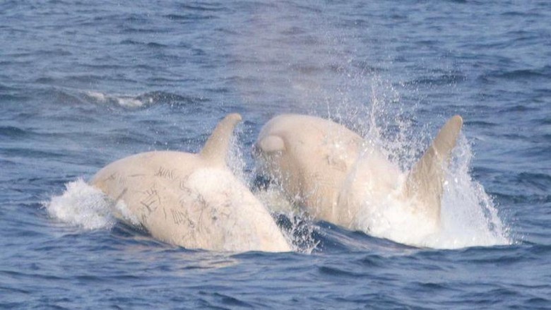 Orca Albiino ditemukan di Jepang