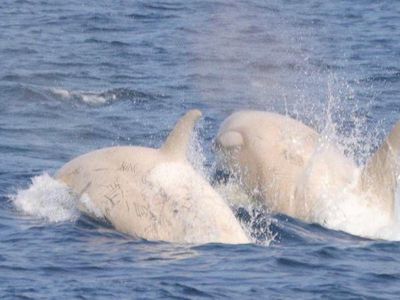 Menakjubkan! Penampakan Paus Pembunuh Albino Langka di Jepang