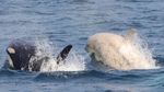 Menakjubkan! Penampakan Paus Pembunuh Albino Langka di Jepang