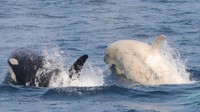 Mereka menemukan orca albino ini saat sedang mengikuti kegiatan pengamatan paus yang digelar oleh Gojiraiwa Kanko Whale Watching. Lokasi penemuannya disebutkan di perairan Taman Nasional Shiretoko. (dok. Gojiraiwa Kanko Whale Watching)