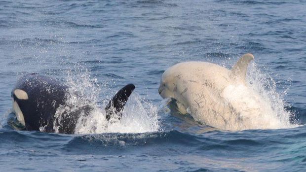 Orca Albiino ditemukan di Jepang