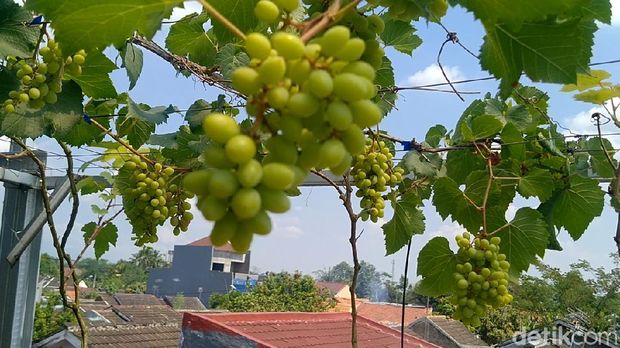 Pria di Pekalongan menggeluti tanam anggur, Senin (2/8/2021).