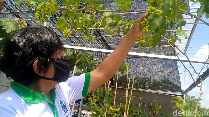 Pria di Pekalongan menggeluti tanam anggur, Senin (2/8/2021).