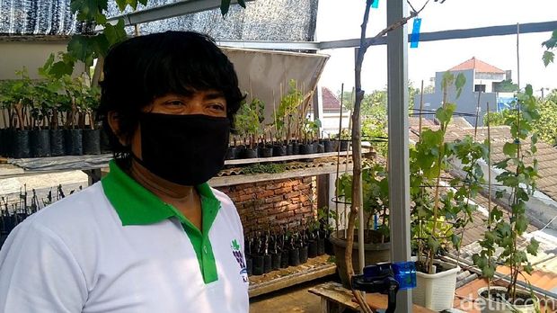 Pria di Pekalongan menggeluti tanam anggur, Senin (2/8/2021).