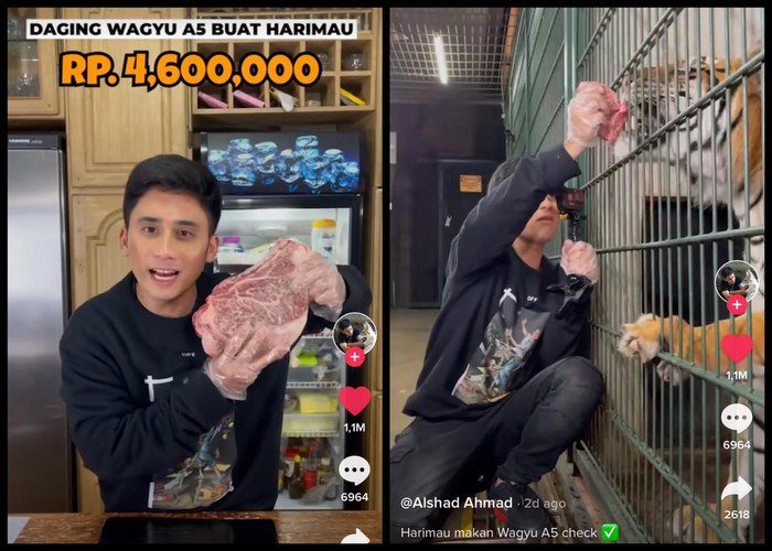 Sultan! Alshad Ahmad Berikan Wagyu A5 untuk Pakan Harimaunya Sultan! Alshad Ahmad Berikan Wagyu A5 untuk Pakan Harimaunya