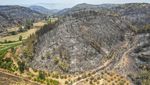 Momen Erdogan Pantau Kebakaran Hutan di Turki dari Pesawat
