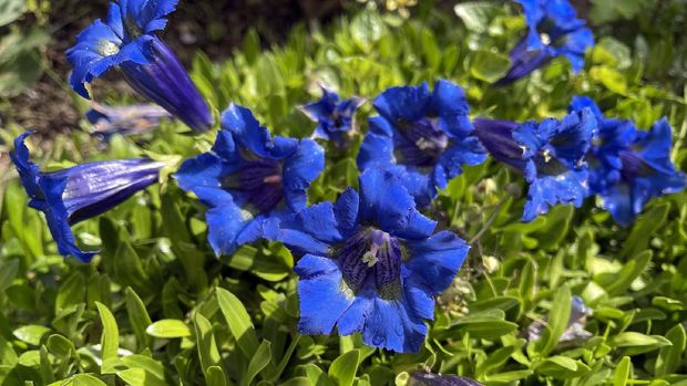Gentian, Gentiana acaulis, the silicate gentian comes from the mountains of Central Europe. It is a deep blue flowering perennial that should not be missing in any garden.