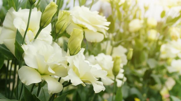 Blooming White Eustoma, Lisianthus Flowers in the Garden