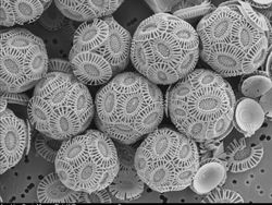 Mencengangkan! Foto Bagian Tubuh & Benda  Sekitar Dilihat dari Mikroskop