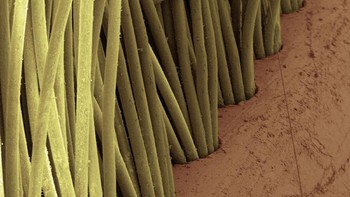 Sikat gigi.  Foto: dok Twitter/PostMindBlowing