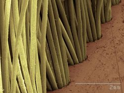 Mencengangkan! Foto Bagian Tubuh & Benda  Sekitar Dilihat dari Mikroskop