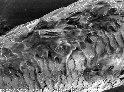 Mencengangkan! Foto Bagian Tubuh & Benda  Sekitar Dilihat dari Mikroskop