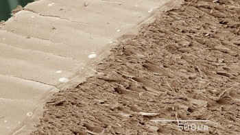 Ujung pencil. Foto: dok Twitter/PostMindBlowing