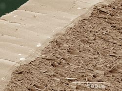 Mencengangkan! Foto Bagian Tubuh & Benda  Sekitar Dilihat dari Mikroskop