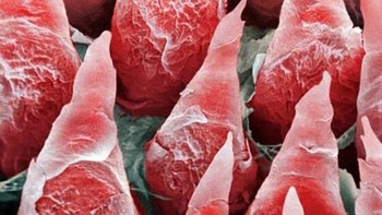 Lidah manusia. Foto: dok Twitter/PostMindBlowing