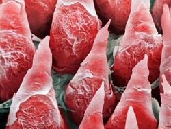 Mencengangkan! Foto Bagian Tubuh & Benda  Sekitar Dilihat dari Mikroskop