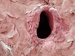 Mencengangkan! Foto Bagian Tubuh & Benda  Sekitar Dilihat dari Mikroskop