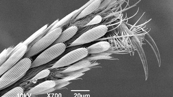 Kaki nyamuk Aedis Aegypti. Foto: dok Twitter/PostMindBlowing