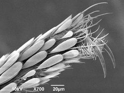 Mencengangkan! Foto Bagian Tubuh & Benda  Sekitar Dilihat dari Mikroskop