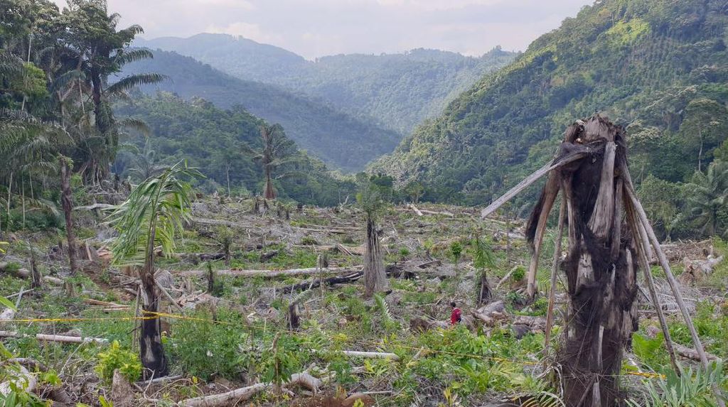 Riwayat Hutan Lindung 7 Hektare Berakhir Sebab Dibabat Wakil Rakyat