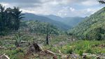 Satu dari Lima Negara Pembabat Hutan Terbanyak Dunia Adalah Indonesia