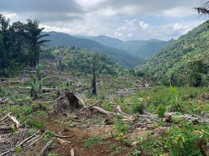 Anggota DPRD Soppeng Terlibat Pembalakan Hutan Dituntut 2 Tahun Penjara