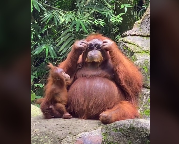 Orangutan memakai  kacamata hitam