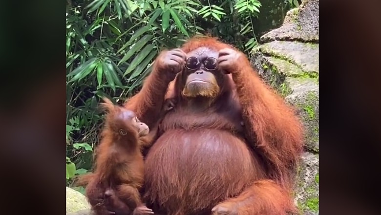 Orangutan memakai kacamata hitam Orangutan memakai kacamata hitam