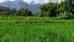 Pagi yang Syahdu Sekali di Dusun Klipoh, Magelang