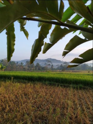 Pagi yang Syahdu Sekali di Dusun Klipoh, Magelang