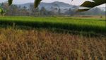Pagi yang Syahdu Sekali di Dusun Klipoh, Magelang