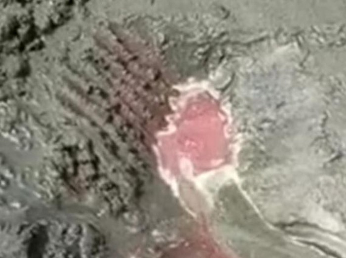 Sebuah video pasir pantai mengeluarkan darah viral di Banyuwangi. Cairan merah seperti darah segar keluar dari pasir diduga di Pantai Grajagan Banyuwangi.