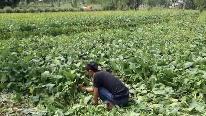 Petani sawi di Sukabumi gagal panen hingga minta tolong Mentan