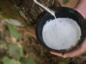 Lelang Karet di Deli Serdang, Petani Berhasil Dapat Harga Rp 10.852 per Kg