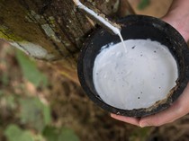 Lelang Karet di Deli Serdang, Petani Berhasil Dapat Harga Rp 10.852 per Kg