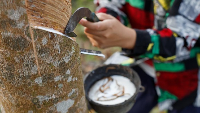 Latex sap (rubber) being collected in a plantation forest in Thailand.