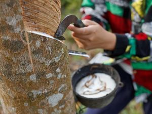 20 Negara Penghasil Karet Terbesar di Dunia, Siapa Peringkat Teratas?