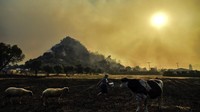 Melansir AP, kebakaran hutan itu dipicu oleh angin kencang dan suhu yang menyengat. Petugas pemadam kebakaran pun terus berjibaku memadamkan api selama beberapa hari terakhir ini. AP Photo.  
