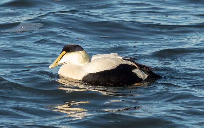 Bebek kutub eider