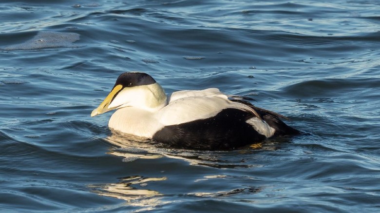 Bebek kutub Eider Bebek kutub eider