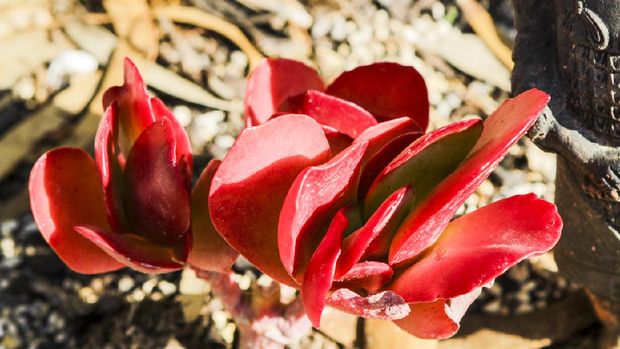 Beautiful Kalanchoe Luciae plant in the garden under the sun