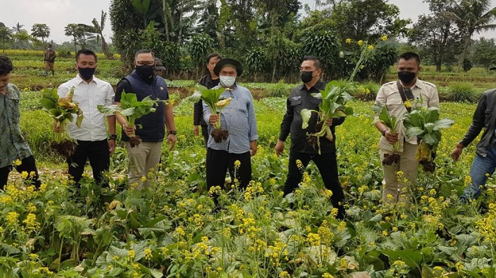 Ketua DPRD Sukabumi carikan solusi bagi petani sawi yang gagal panen