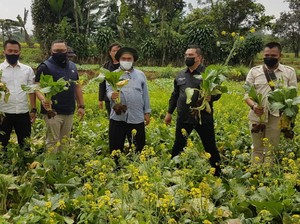 Petani Sawi Ngadu ke Mentan Gagal Panen, Ketua DPRD Sukabumi Carikan Solusi