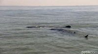 Bahkan penampakan hiu paus tersebut terlihat dari jarak 1-2 mil dari pantai.