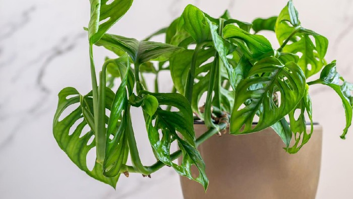Monstera deliciosa minimal Monkey Mask closeup. Monstera Monkey Mask in flower pot on the marble wall. Home gardening, care of plants.