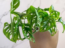 8 Tanaman Hias Ini Bikin Kamar Tidur Jadi Asri dan Nyaman