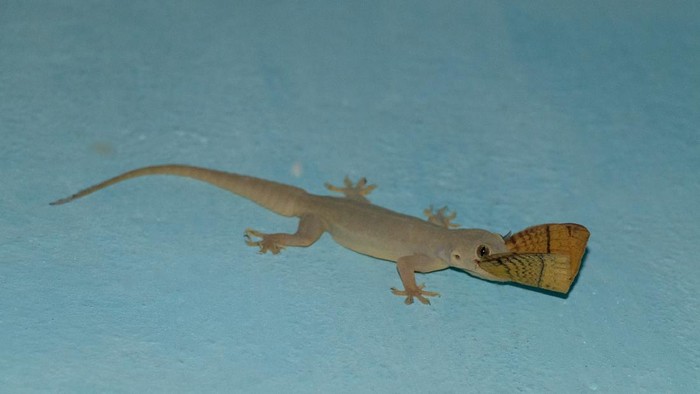 cicak